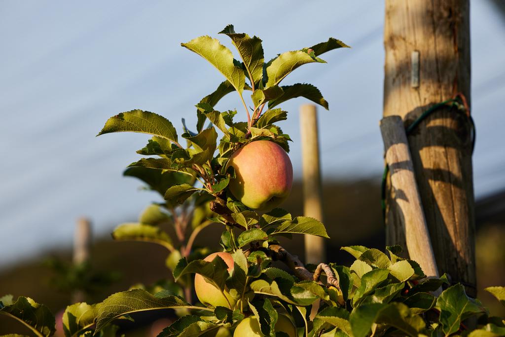 apfel-apfelbaum.jpg