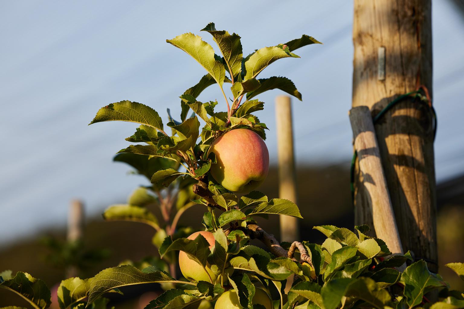 apfel-apfelbaum.jpg