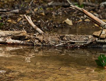 Sauberes Trinkwasser dank vitalen Wäldern