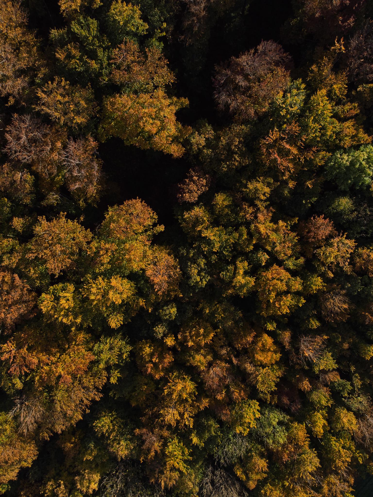 Ein Wald in der Vogelperspektive