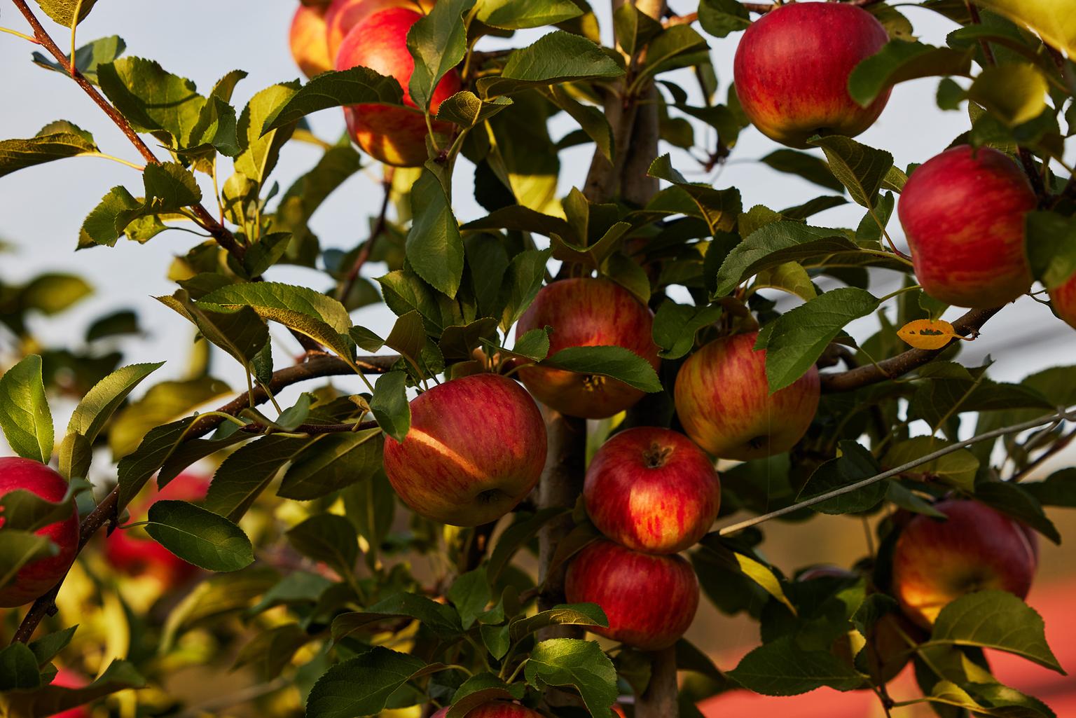 aepfel-apfelbaum.jpg