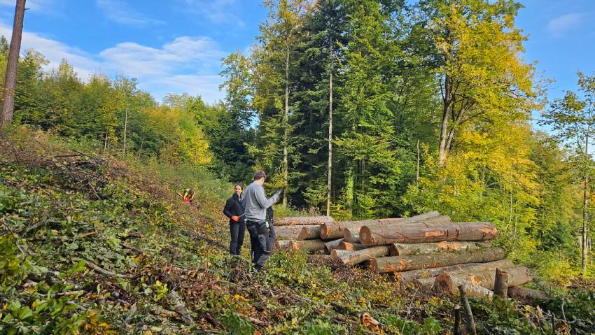 Menschen beim Holzfällen im Wald mit Bäumen und Waldpflanzen im Hintergrund. aus dem Artikel Nachhaltigkeit erleben: Lernende gestalten die Zukunft aktiv mit