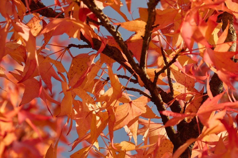 Herbstliche Baumzweige mit orange-roten Blättern gegen blauen Himmel.