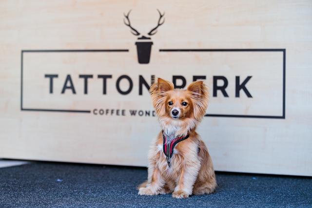 Tatton Perk Coffee Booths Park
