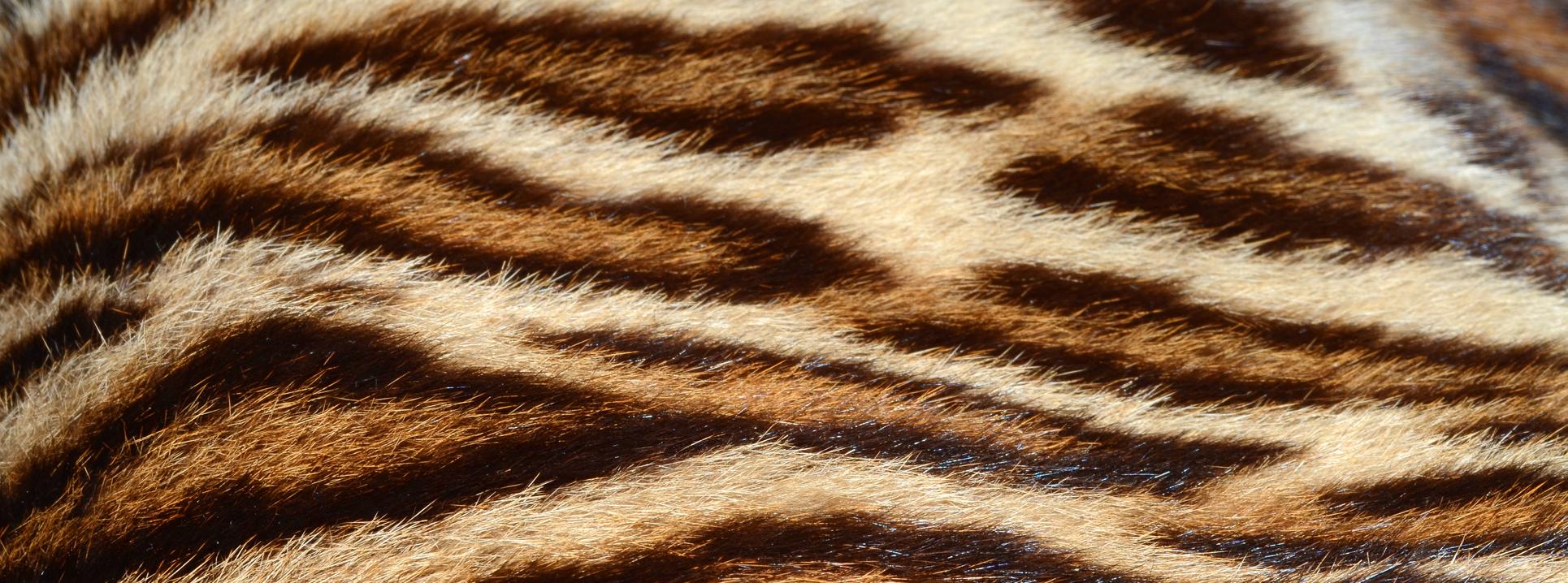 RMB supports Tiger Brands to simplify its portfolio