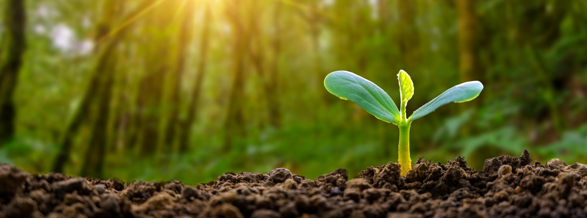 RMB leads Indorama Fertilizer refinancing as lead arranger and co-ordinator