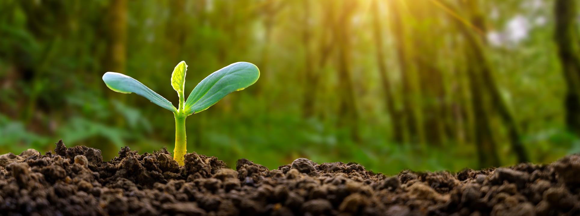 Strong Investor Interest in FNB Namibia’s inaugural sustainability note issuance, structured by RMB