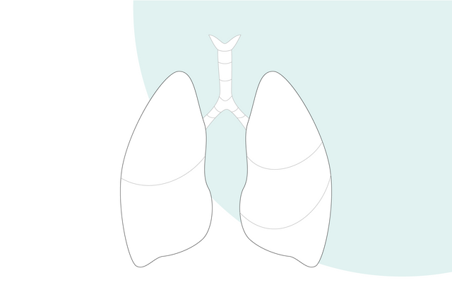Ilustración gráfica: pulmón humano