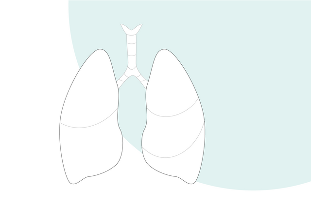 Ilustración gráfica: pulmón humano