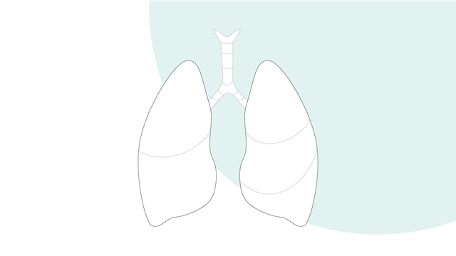 Lungs