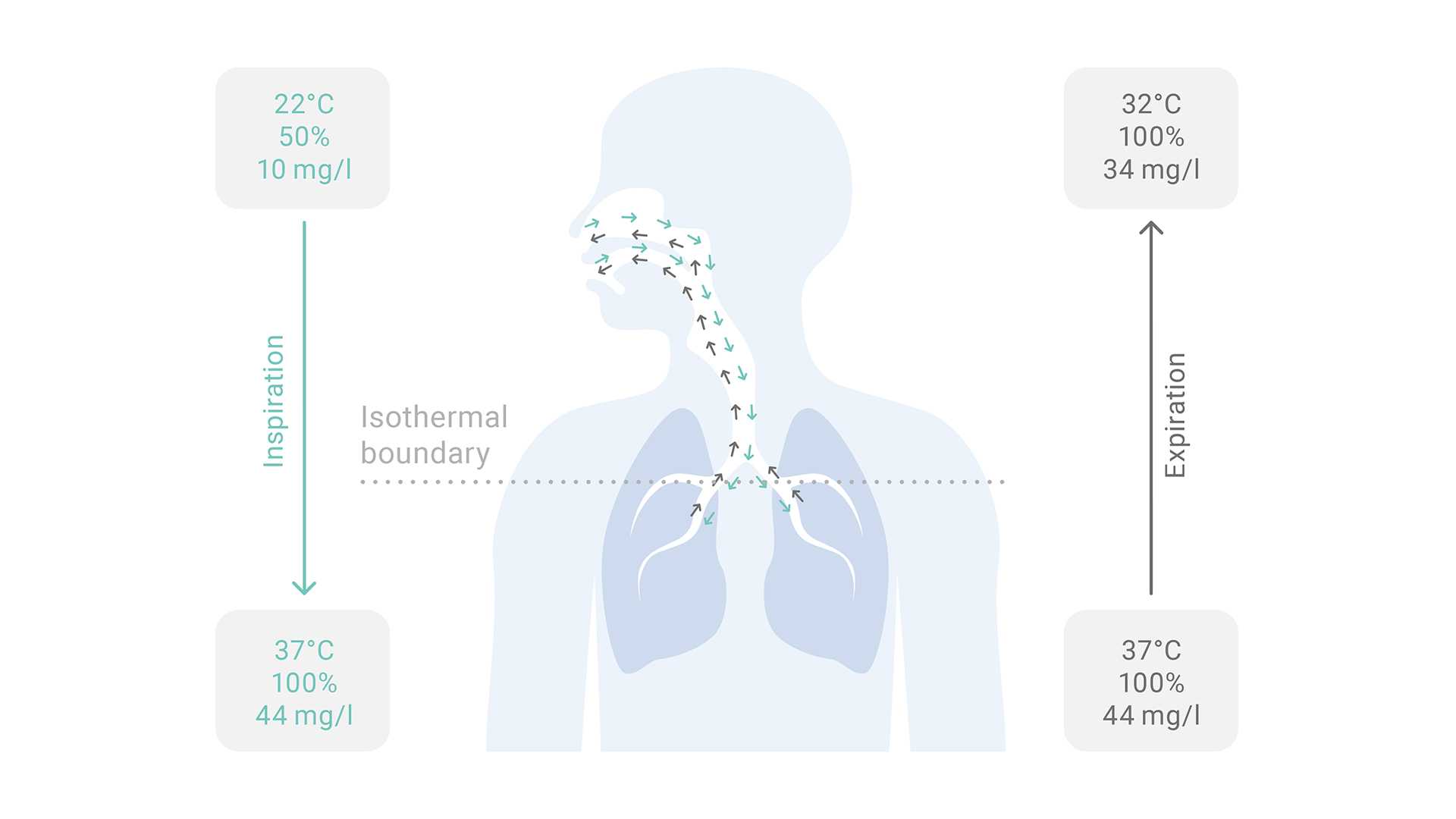 Illustration of flow inside of a patient