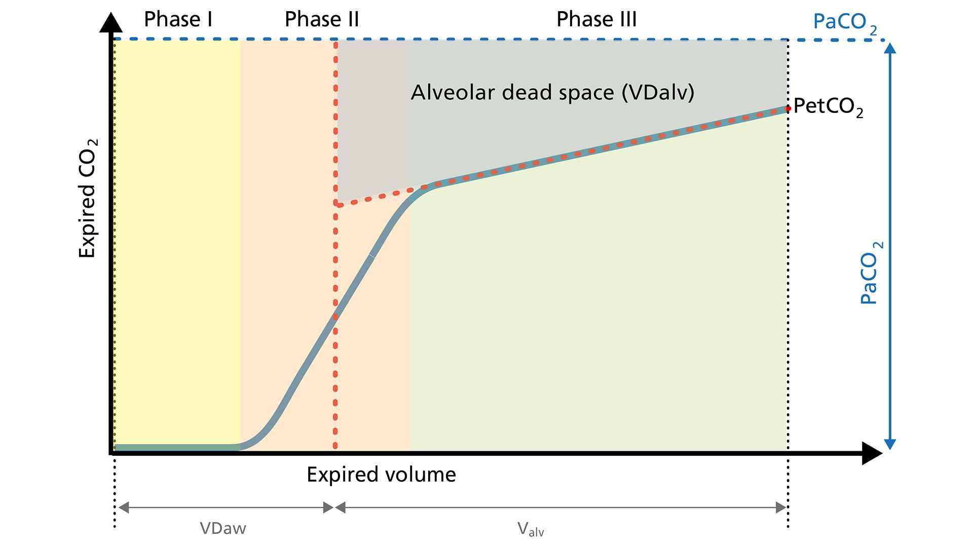 Repräsentative Darstellung eines Kapnogramms mit drei Phasen und einem flacheren Plateau in Phase III