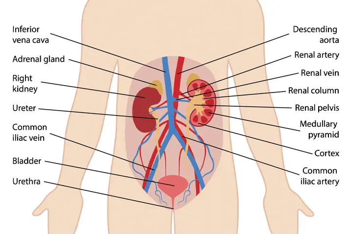 View of urinary system. A UTI is an infection in any part of the urinary system.