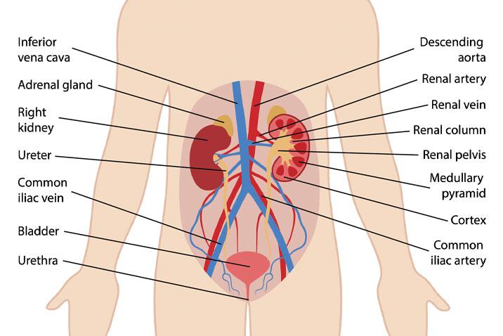 Gambar sistem saluran kemih. ISK adalah infeksi pada organ yang berada pada sistem saluran kemih.