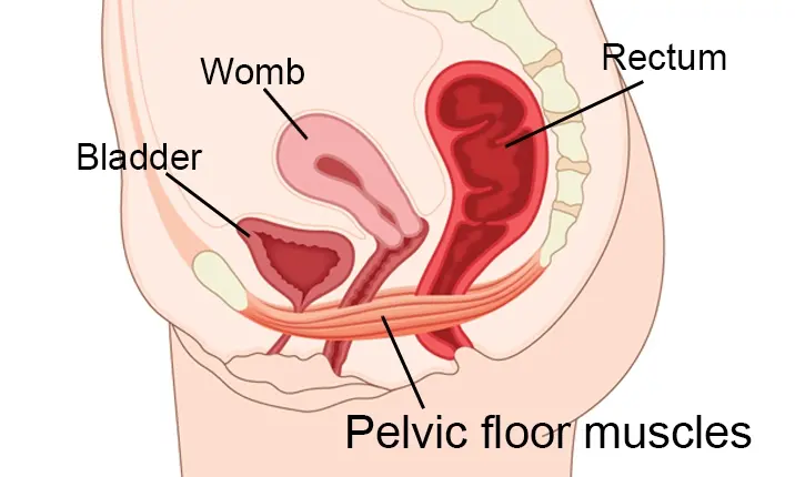 Pelvic floor: What it is and how to keep it healthy