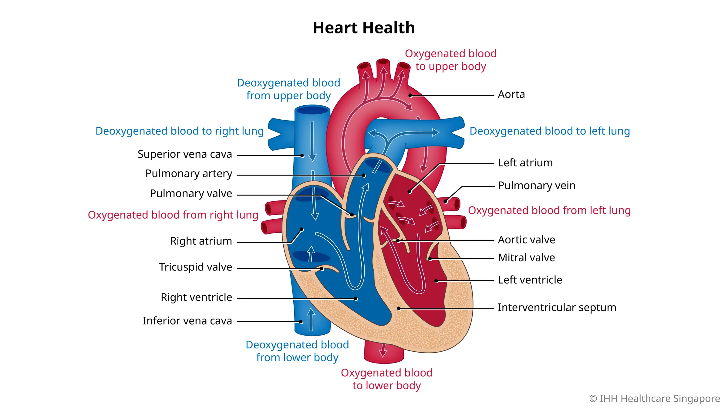 Giải phẫu tim người khỏe mạnh (mặt cắt).