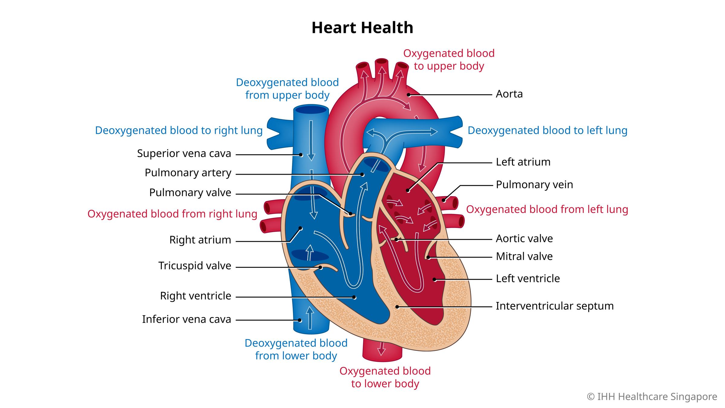 Anatomy of a healthy human heart (cross section).