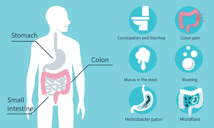 Your Digestive System, Digestive Disease Center