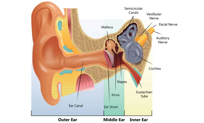 Kehilangan pendengaran pada anak-anak - Jenis-jenis kehilangan pendengaran