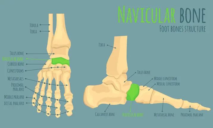 Best Metatarsal Walking Boot for Stress Fracture Recovery