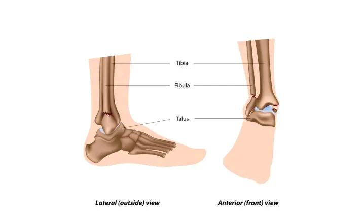 Structure of your ankle