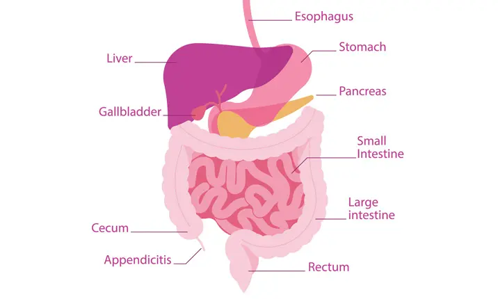 What is the pancreas?