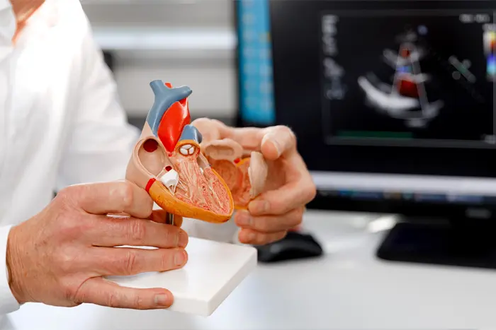 A cardiologist holding a heart model to explain a complex heart procedure