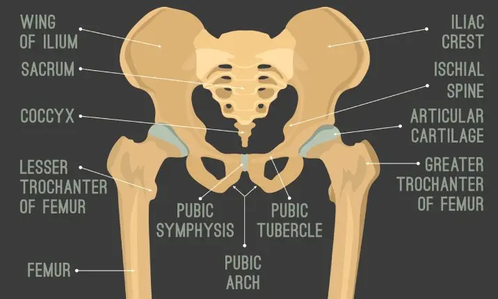 Anatomy of the hip joint