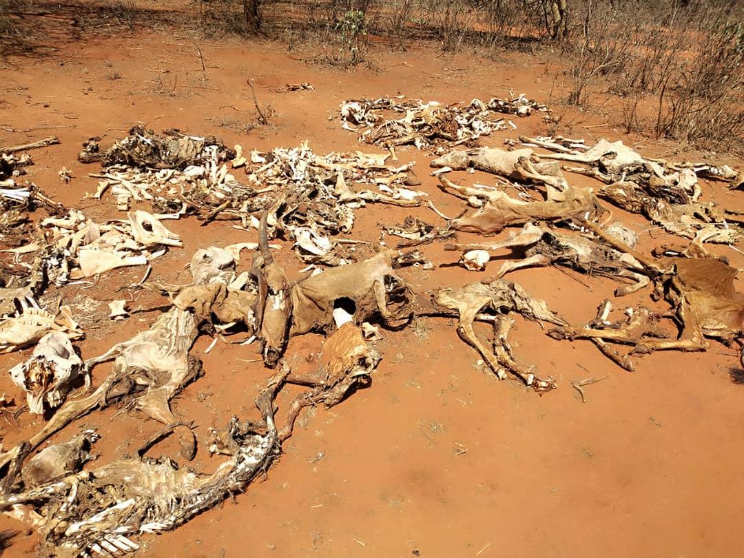 Scheletri e resti di pelli di circa dieci animali (forse mucche) su un terreno rossastro.