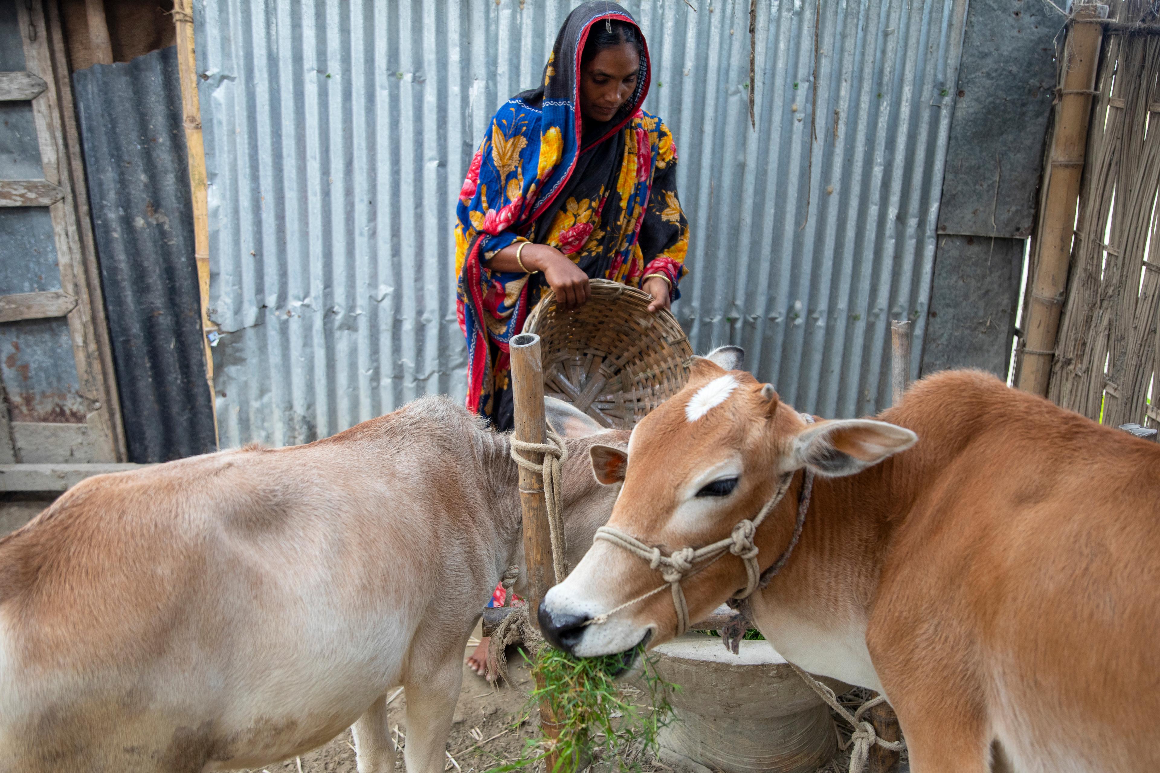 Una donna tiene in mano un cesto. Due mucche sono in piedi davanti a lei. Uno è mangiare.