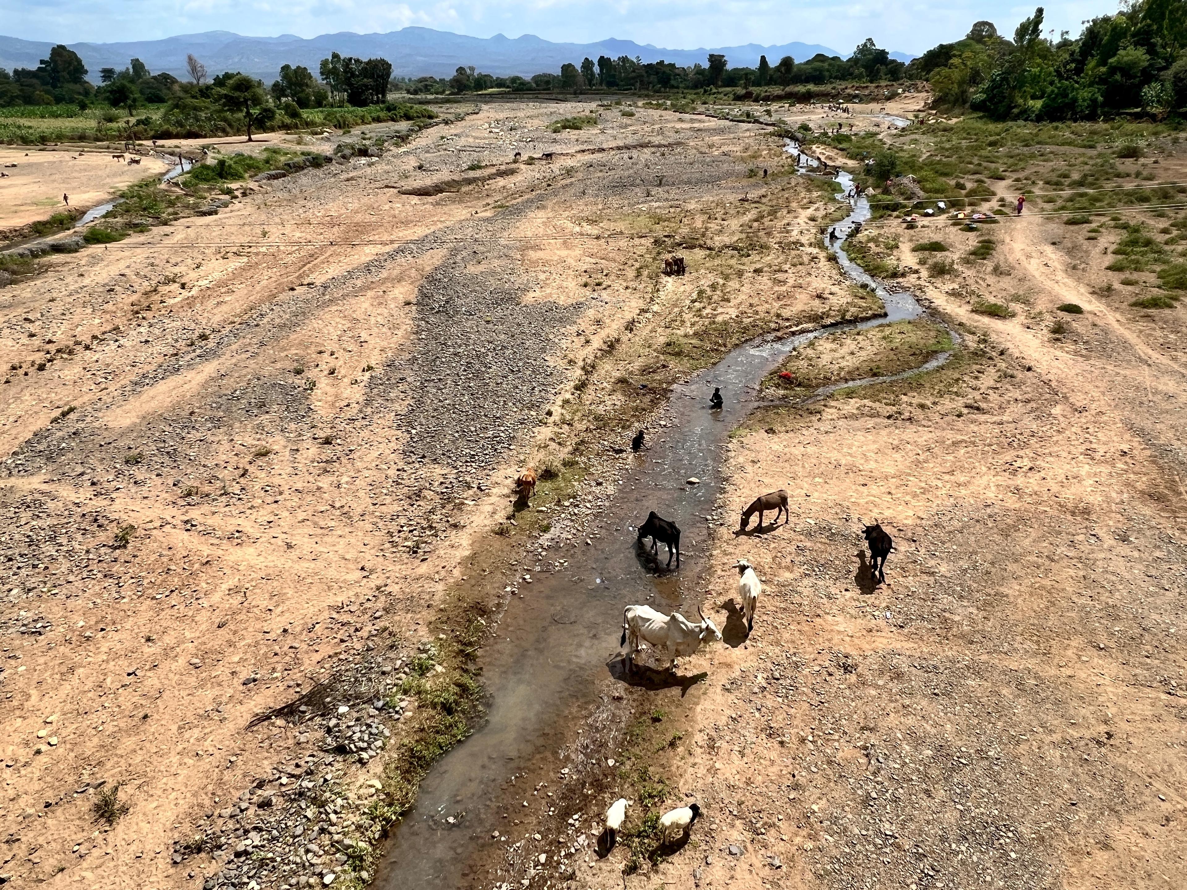 Une petite rivière traverse une région aride. Des vaches amaigries s'y abreuvent. Il y a aussi des gens près de la rivière. 