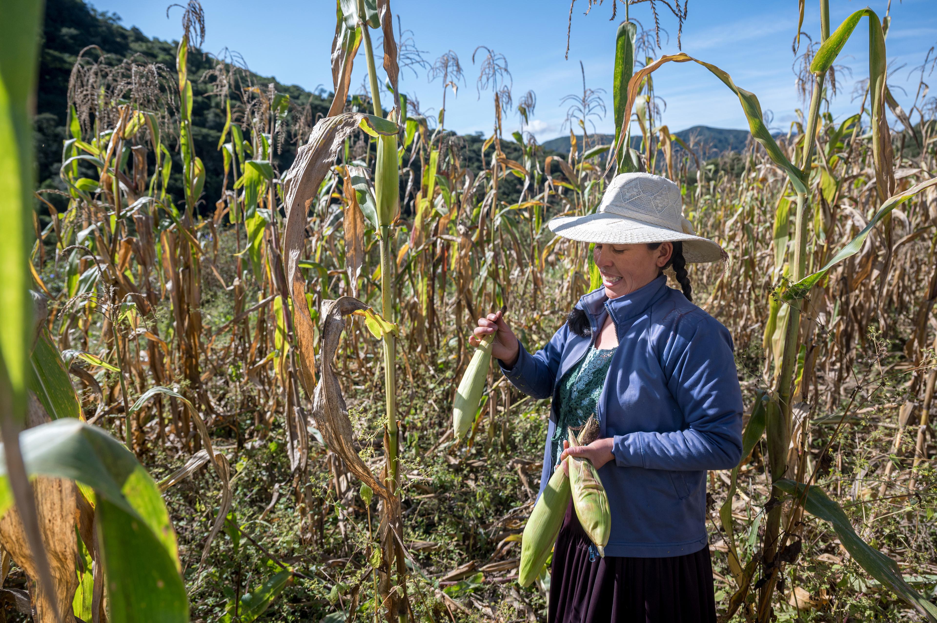 Une femme debout dans un champ de maïs tient un épi de maïs dans sa main. Elle sourit en regardant l’épi. Elle porte un chapeau.